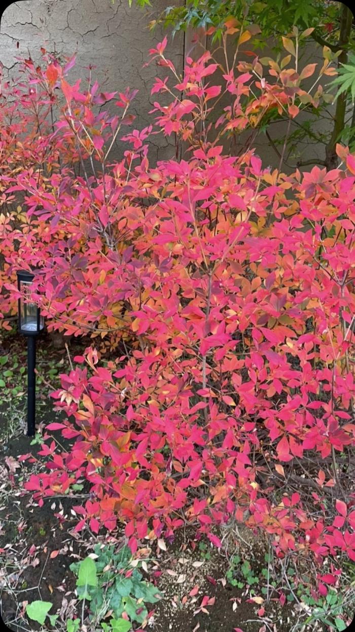 鎌倉の古民家カフェの縁側で梅酒を楽しむ穏やかな時間のイメージ