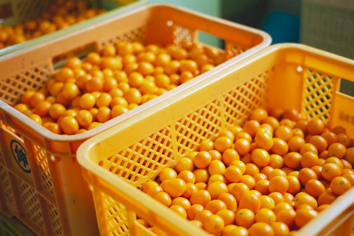 太陽の光を浴びて輝く木になっている紀州南高梅の果実