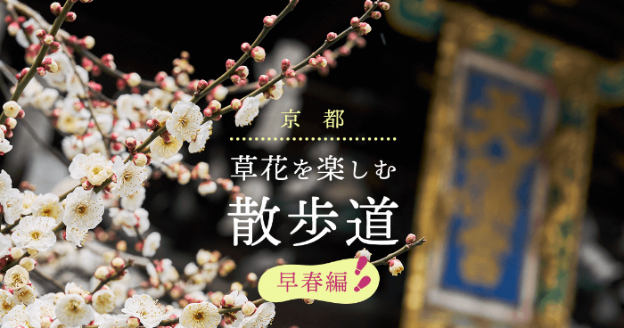 京都北野天満宮の美しい梅の花と歴史的な社殿の風景