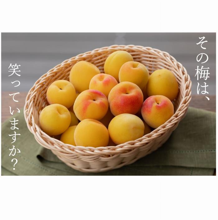 梅酒用に通販で購入した新鮮な紀州南高梅の青梅と完熟梅の選び方