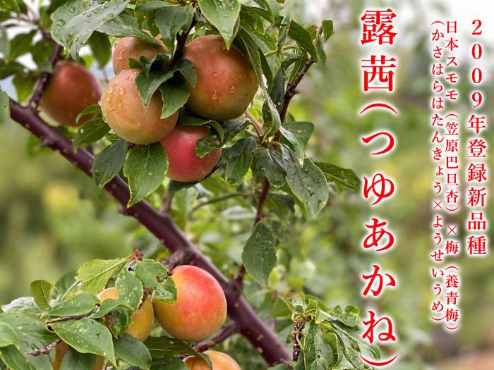 おばあちゃんの梅酒作りのための青梅、氷砂糖、ホワイトリカーの材料一式が木のテーブルの上に並んでいる様子