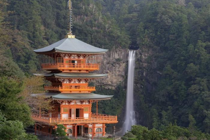 奈良県西吉野産の青々とした新鮮な梅の実が木になっている様子