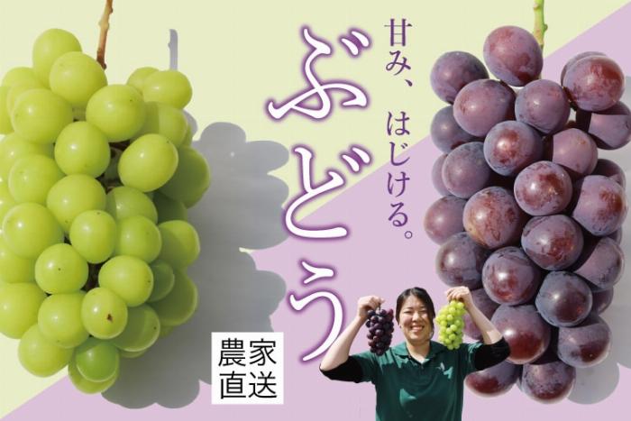 梅酒を作る時期に最適な、収穫したばかりの新鮮な青梅のかご盛り