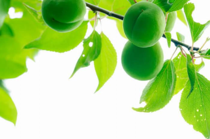 ウォッカと氷砂糖に漬けられた青梅が入った大きなガラス瓶、熟成中