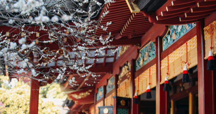 梅の花が咲き誇る美しい湯島天神の境内と本殿の風景